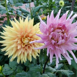 San Leandro History Museum - San Leandro