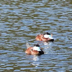 Discovery Lake Park - San Marcos