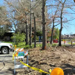 Albert Park - San Rafael