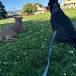 Albert Park - San Rafael