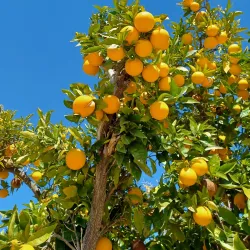 El Presidio de Santa Barbara State Historic Park - Santa Barbara
