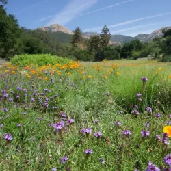 Santa Barbara Botanic Garden - Santa Barbara