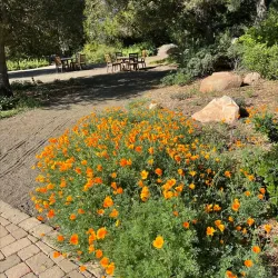 Santa Barbara Botanic Garden - Santa Barbara