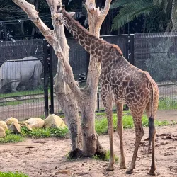 Santa Barbara Zoo - Santa Barbara