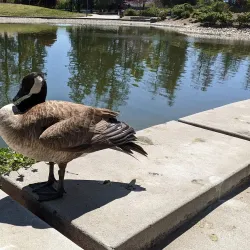 Central Park - Santa Clara