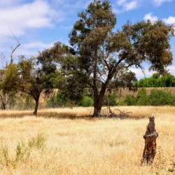Ulistac Natural Area - Santa Clara