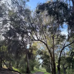 Ulistac Natural Area - Santa Clara