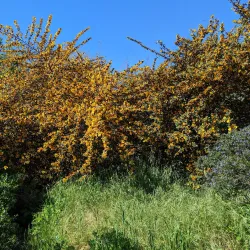 Ulistac Natural Area - Santa Clara
