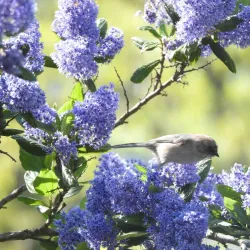 Ulistac Natural Area - Santa Clara