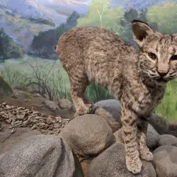 Placerita Canyon Nature Center - Santa Clarita