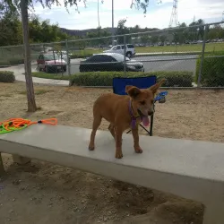 Santa Clarita Skate Park - Santa Clarita