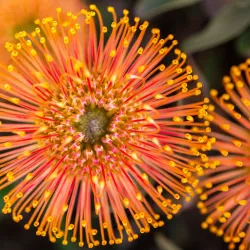 UCSC Arboretum & Botanic Garden - Santa Cruz