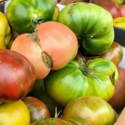 Santa Monica Farmers Market - Santa Monica