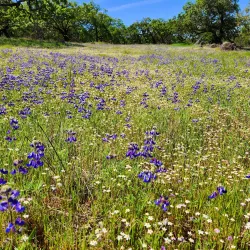 Annadel State Park - Santa Rosa