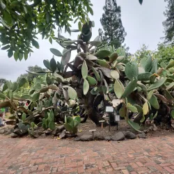 Luther Burbank Home & Gardens - Santa Rosa