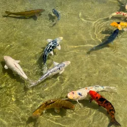 Hakone Estate and Gardens - Saratoga