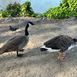 Los Gatos Creek Trail - Saratoga