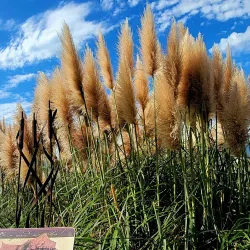 Los Gatos Creek Trail - Saratoga