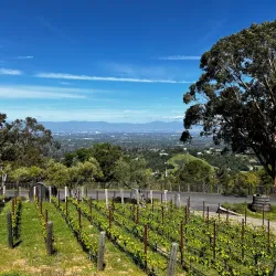 Mountain Winery - Saratoga