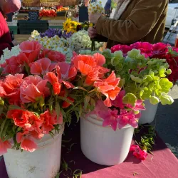 Saratoga Farmers' Market - Saratoga