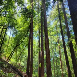 Villa Montalvo - Saratoga