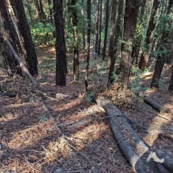 Villa Montalvo - Saratoga