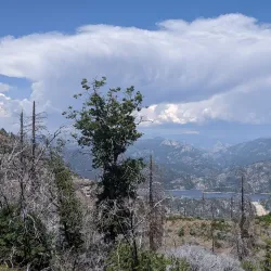 Sierra National Forest - Sonora