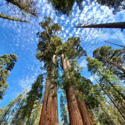 Sierra National Forest - Sonora