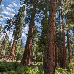 Sierra National Forest - Sonora