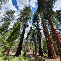 Sierra National Forest - Sonora