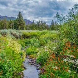 Sonora Pass - Sonora