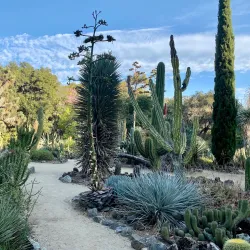 Arizona Garden (The Cactus Garden) - Stanford