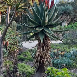 Arizona Garden (The Cactus Garden) - Stanford