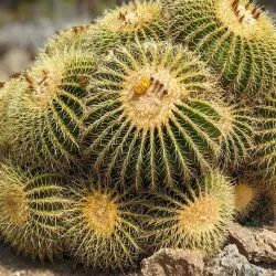 Arizona Garden (The Cactus Garden) - Stanford