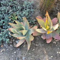 Arizona Garden (The Cactus Garden) - Stanford