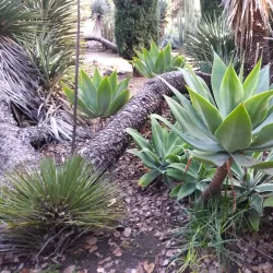 Arizona Garden (The Cactus Garden) - Stanford