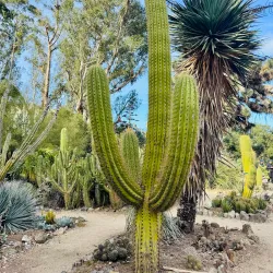 Arizona Garden (The Cactus Garden) - Stanford