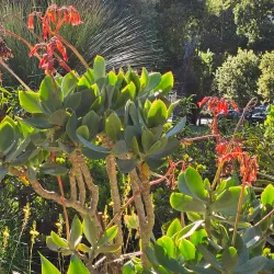 Arizona Garden (The Cactus Garden) - Stanford