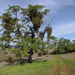 Jasper Ridge Biological Preserve - Stanford
