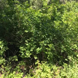 Jasper Ridge Biological Preserve - Stanford