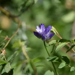 Jasper Ridge Biological Preserve - Stanford