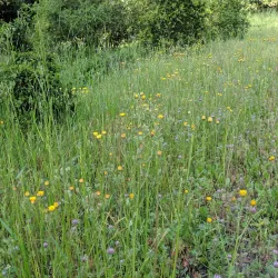Jasper Ridge Biological Preserve - Stanford