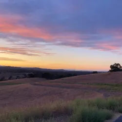 Stanford Dish - Stanford