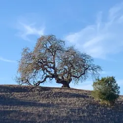 Stanford Dish - Stanford
