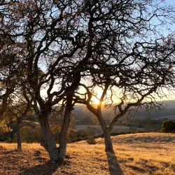 Stanford Dish - Stanford