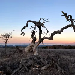 Stanford Dish - Stanford