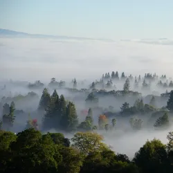 Stanford Dish - Stanford