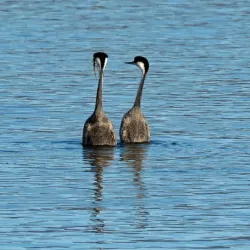 Eagle Lake - Susanville