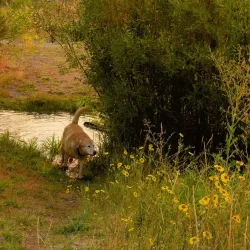 Honey Lake Wildlife Area - Susanville