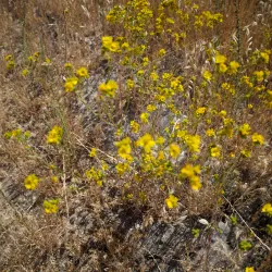 Santa Rosa Plateau Ecological Reserve - Temecula